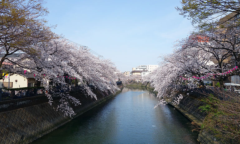 春は目の前の大岡川の桜が見事です。